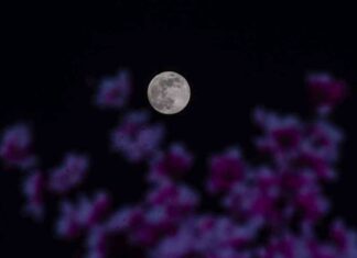 2024 Beaver Moon Supermoon Date and Information news-16112024-034747