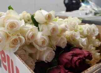 Battle to Import 940m Flowers for Valentine’s Day battle-to-mport-940m-flowers-for-valentines-day