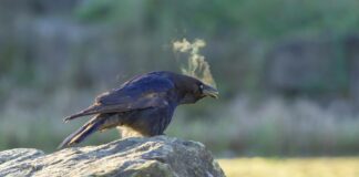 98.6 F To C Conversion: Quick Temperature Guide You’ll Always Use