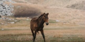 Alan Rickman: Life Story, Career Highlights, and Full Biography