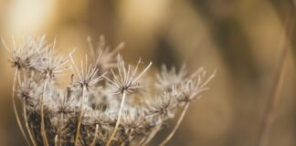 Anne Hathaway: Life Story, Career Highlights, and Full Biography