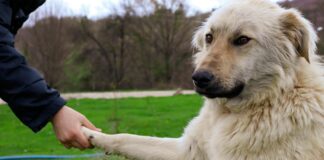 Anya Taylor-Joy: Life Story, Career Highlights, and Full Biography