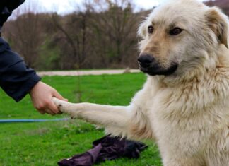 Anya Taylor-Joy: Life Story, Career Highlights, and Full Biography Anya Taylor-Joy: Life Story, Career Highlights, and Full Biography