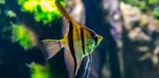 Aquaria: Life Story, Career Highlights, and Full Biography