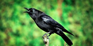 Audrey Hale Case Update: What’s Been Discovered So Far