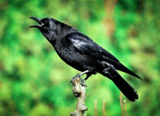 Audrey Hale Case Update: What’s Been Discovered So Far Audrey Hale Case Update: What’s Been Discovered So Far