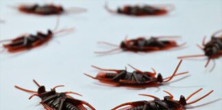 Baby Cockroach Infestation? What To Do Before It Gets Worse