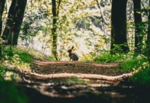 Bad Bunny: Life Story, Career Highlights, and Full Biography