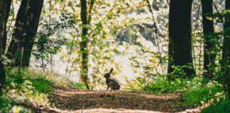 Bad Bunny: Life Story, Career Highlights, and Full Biography