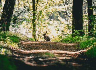 Bad Bunny: Life Story, Career Highlights, and Full Biography Bad Bunny: Life Story, Career Highlights, and Full Biography