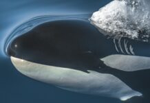 Barbara Walters: Life Story, Career Highlights, and Full Biography