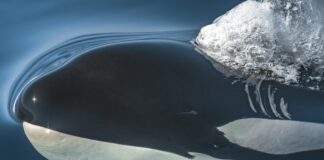 Barbara Walters: Life Story, Career Highlights, and Full Biography