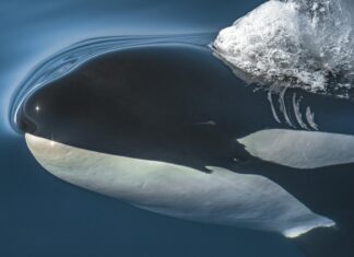 Barbara Walters: Life Story, Career Highlights, and Full Biography Barbara Walters: Life Story, Career Highlights, and Full Biography