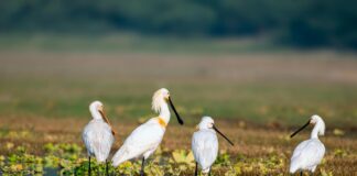 Bill Murray: Life Story, Career Highlights, and Full Biography