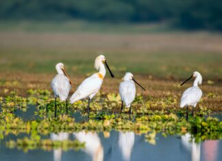 Bill Murray: Life Story, Career Highlights, and Full Biography Bill Murray: Life Story, Career Highlights, and Full Biography