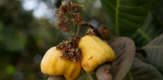 Bono: Life Story, Career Highlights, and Full Biography