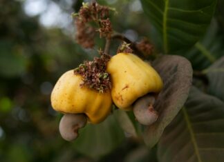 Bono: Life Story, Career Highlights, and Full Biography Bono: Life Story, Career Highlights, and Full Biography