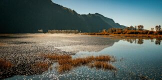 Brad Pitt: Life Story, Career Highlights, and Full Biography