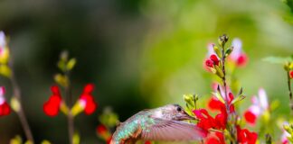 Buy Wild Robot Book: Why This Bestseller Is A Must For All Ages