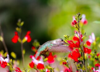 Buy Wild Robot Book: Why This Bestseller Is A Must For All Ages Buy Wild Robot Book: Why This Bestseller Is A Must For All Ages