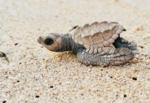 Canelo Álvarez: Life Story, Career Highlights, and Full Biography Canelo Álvarez: Life Story, Career Highlights, and Full Biography