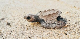 Canelo Álvarez: Life Story, Career Highlights, and Full Biography