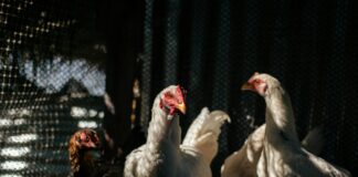 Cara Delevingne: Life Story, Career Highlights, and Full Biography Cara Delevingne: Life Story, Career Highlights, and Full Biography