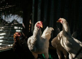 Cara Delevingne: Life Story, Career Highlights, and Full Biography Cara Delevingne: Life Story, Career Highlights, and Full Biography