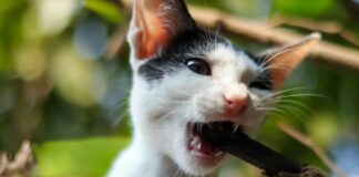 Cate Blanchett: Life Story, Career Highlights, and Full Biography