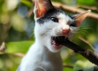 Cate Blanchett: Life Story, Career Highlights, and Full Biography Cate Blanchett: Life Story, Career Highlights, and Full Biography