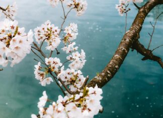 Charlotte Gainsbourg: Life Story, Career Highlights, and Full Biography Charlotte Gainsbourg: Life Story, Career Highlights, and Full Biography