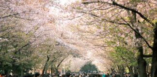 Cherry Valentine: Life Story, Career Highlights, and Full Biography Cherry Valentine: Life Story, Career Highlights, and Full Biography