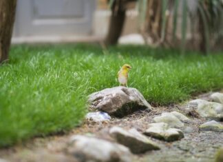 Chris Rock: Life Story, Career Highlights, and Full Biography Chris Rock: Life Story, Career Highlights, and Full Biography