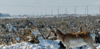 Ciarán Hinds: Life Story, Career Highlights, and Full Biography