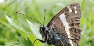 Circe Book Review: Why This Modern Myth Retelling Stands Out