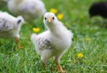 Cochin Chicken Guide: Recipes, Taste, And What Makes It Unique