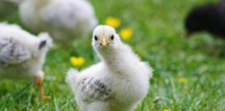 Cochin Chicken Guide: Recipes, Taste, And What Makes It Unique