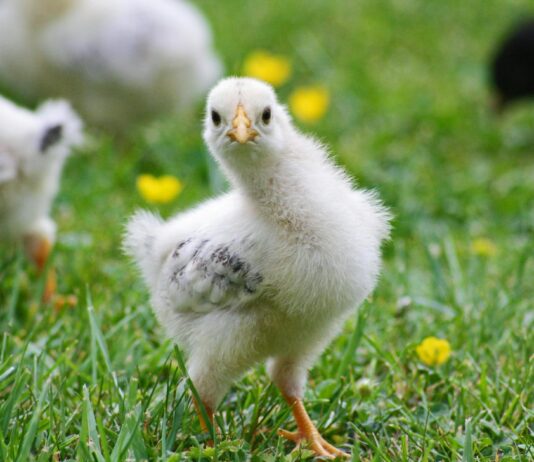 Cochin Chicken Guide: Recipes, Taste, And What Makes It Unique Cochin Chicken Guide: Recipes, Taste, And What Makes It Unique