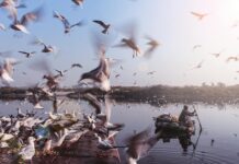 Danai Gurira: Life Story, Career Highlights, and Full Biography Danai Gurira: Life Story, Career Highlights, and Full Biography