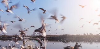 Danai Gurira: Life Story, Career Highlights, and Full Biography