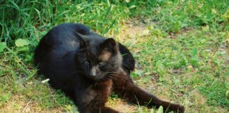 Doja Cat: Life Story, Career Highlights, and Full Biography