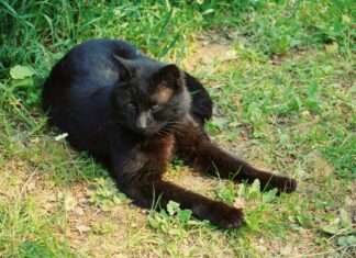 Doja Cat: Life Story, Career Highlights, and Full Biography Doja Cat: Life Story, Career Highlights, and Full Biography