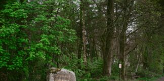 Driveway Pavers Buying Guide: Best Options For A Durable Finish