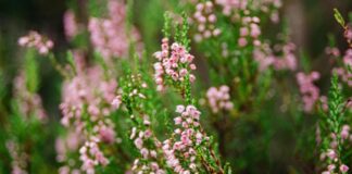 Erica Banks: Life Story, Career Highlights, and Full Biography Erica Banks: Life Story, Career Highlights, and Full Biography