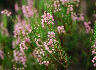 Erica Banks: Life Story, Career Highlights, and Full Biography Erica Banks: Life Story, Career Highlights, and Full Biography