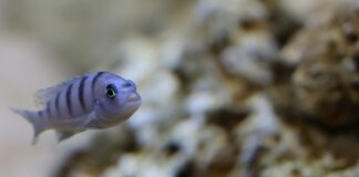 Finn Wolfhard: Life Story, Career Highlights, and Full Biography