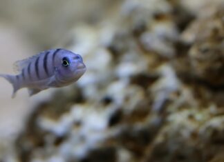 Finn Wolfhard: Life Story, Career Highlights, and Full Biography Finn Wolfhard: Life Story, Career Highlights, and Full Biography