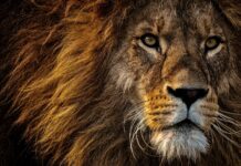 Gayle King: Life Story, Career Highlights, and Full Biography