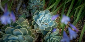 George Ezra: Life Story, Career Highlights, and Full Biography