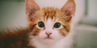 Ginger Zee: Life Story, Career Highlights, and Full Biography